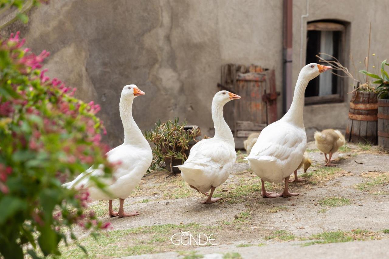 RoccalvecceLa Casa Contadina Nel Paese Delle Fiabe公寓 外观 照片